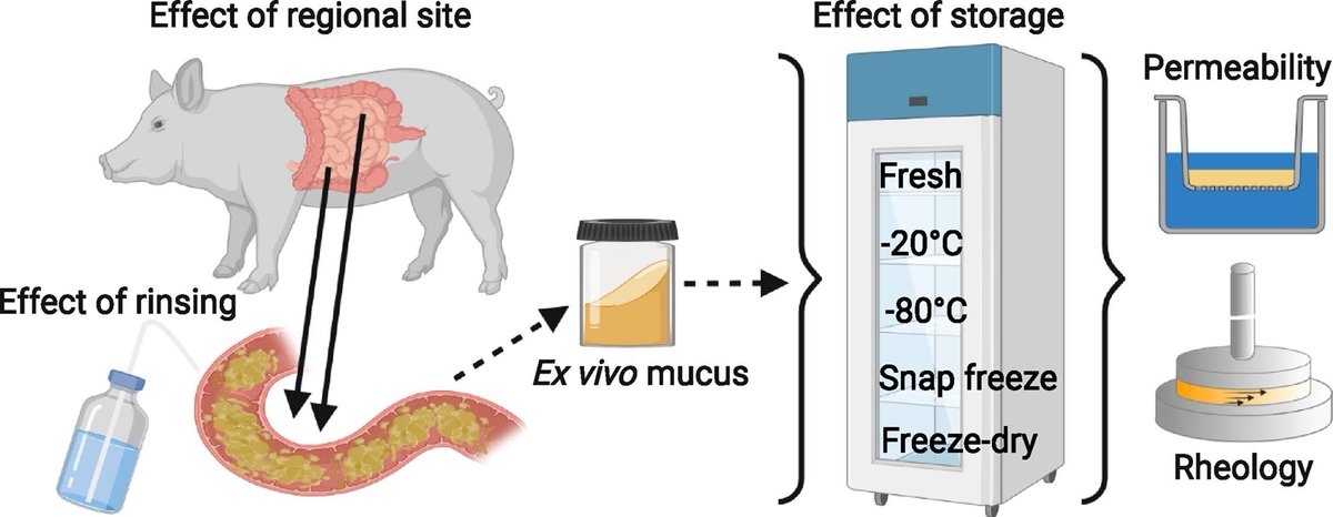 EJPB_'s tweet image. Did you know that there is a connection between the #barrierproperties and #isolation and #storageconditions of #porcine #intestinal #mucus? 
doi.org/10.1016/j.ejpb…