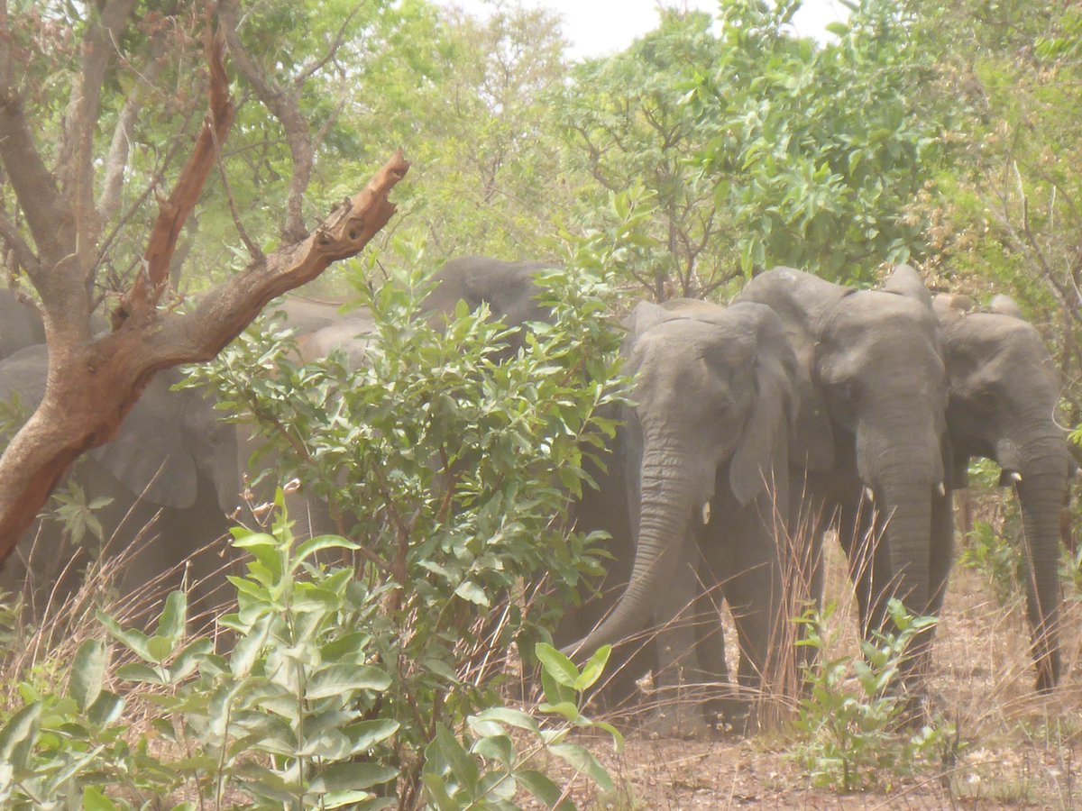 WCS_Nigeria's tweet photo. Recent ππpictures taken by rangers in Yankari Game Reserve, Bauchi State. This is the largest remaining #elephant herd in #Nigeria
#ProtectedByWCS
#WeStandForWildlife https://t.co/pz4KGlXr69