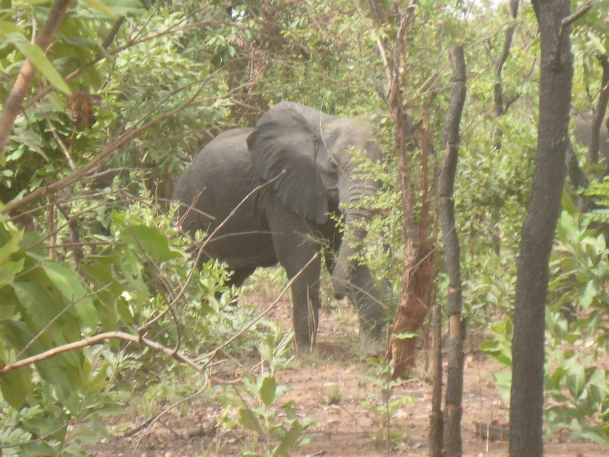 WCS_Nigeria's tweet photo. Recent ππpictures taken by rangers in Yankari Game Reserve, Bauchi State. This is the largest remaining #elephant herd in #Nigeria
#ProtectedByWCS
#WeStandForWildlife https://t.co/pz4KGlXr69