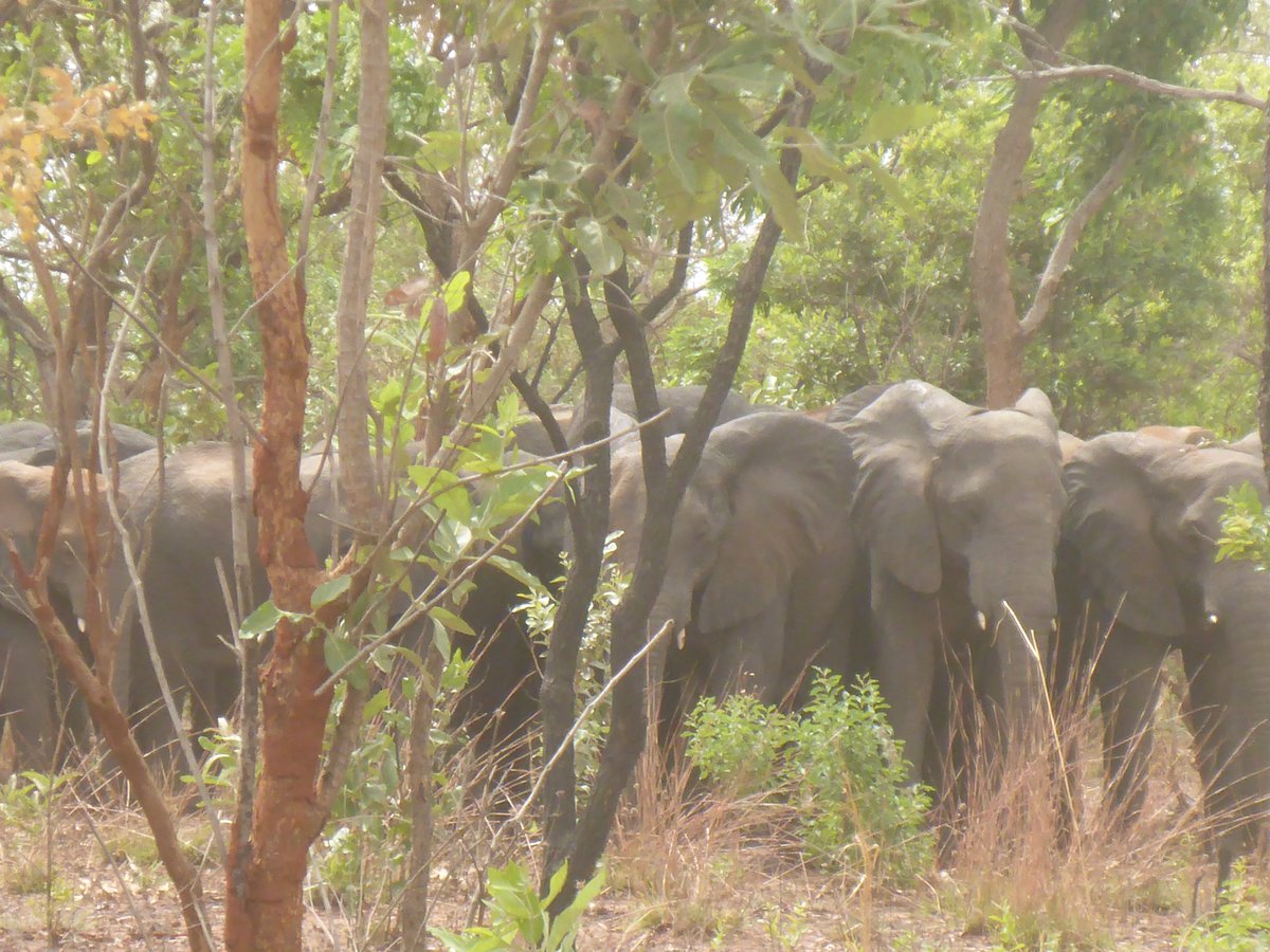 WCS_Nigeria's tweet photo. Recent ππpictures taken by rangers in Yankari Game Reserve, Bauchi State. This is the largest remaining #elephant herd in #Nigeria
#ProtectedByWCS
#WeStandForWildlife https://t.co/pz4KGlXr69