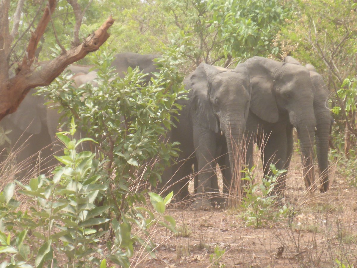WCS_Nigeria's tweet photo. Recent ππpictures taken by rangers in Yankari Game Reserve, Bauchi State. This is the largest remaining #elephant herd in #Nigeria
#ProtectedByWCS
#WeStandForWildlife https://t.co/pz4KGlXr69