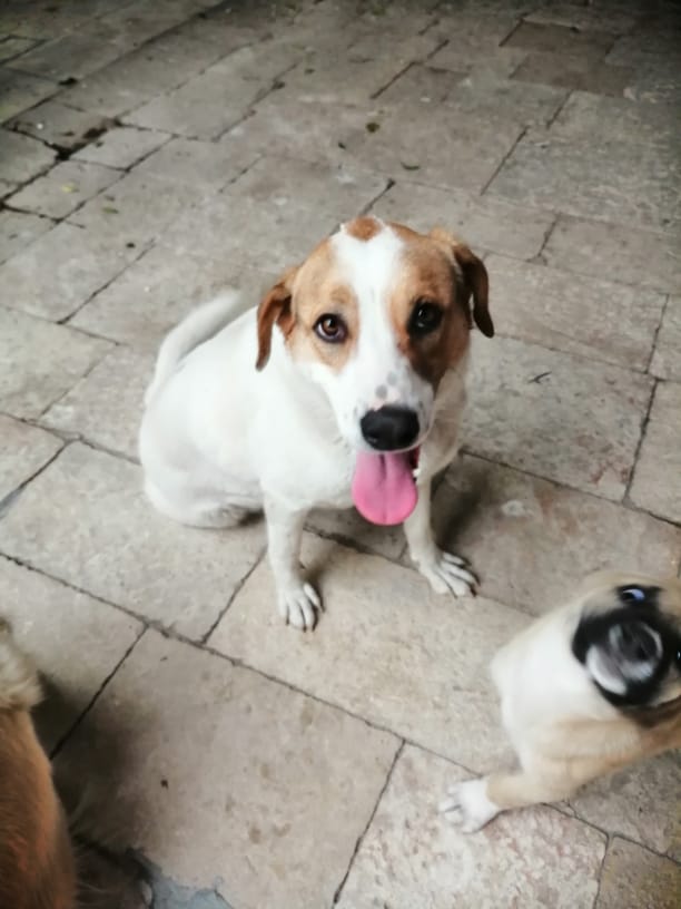 Mucize kızımız
2 yaşında kısırlaştırılmış. Bütün aşıları yapılmıştır. Cinsi Jack russel.
Sağlık sorunu yoktur. Uzun zamandır geçici yuvasındaydı. Artık güzel bir yuva bulma vakti. Mucizenin ailesi olmak ister misiniz🙏