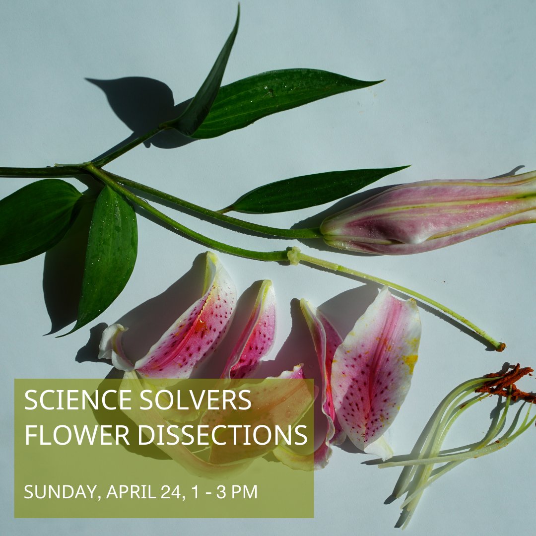 This Sunday, 1 - 3 pm, for Science Solvers: Flower Dissections: kids and caretakers will be doing flower dissections.  This program is free with general admission, and no advance registration is required. #CTWeekend #GreenwichCT #CTkids
brucemuseum.org/calendar/event…