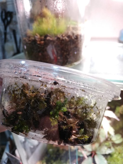 簡単クローズド コケリウムの作り方 道具や土の配合 植え方 植物のタナログ
