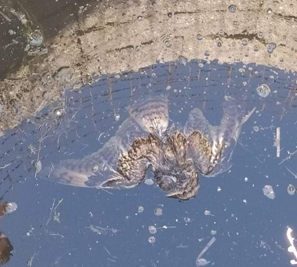 Yiannis Banakakis tweet media