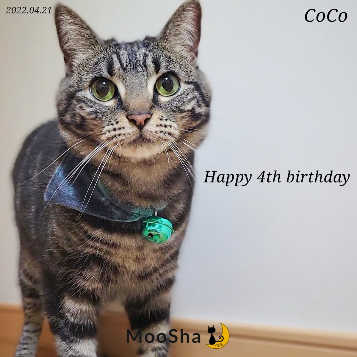 mooshaofficial's tweet photo. 💙💙💙
#MooSha #猫 #RT #ペット #猫好き #猫のいる暮らし #猫好きさんと繋がりたい #猫写真 #cats #pets https://t.co/wE1bxoJDqU