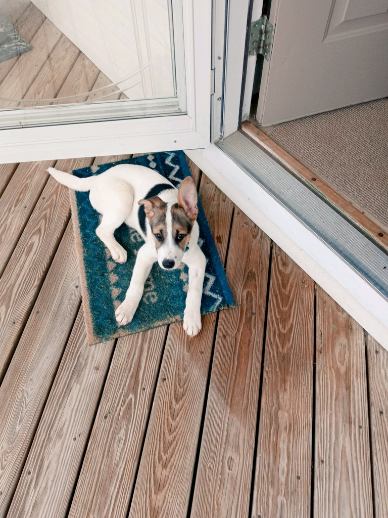 dreamieeACNH's tweet photo. Gawsshh, my babydogg Odin grew up too fast. Makes me happy &amp; sad at the same time, wanted to put more pic's but can only do four. https://t.co/3V2rGhqmKX