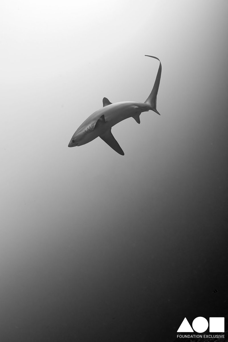 OK guys, to celebrate 5 months on this space, I have dropped the price of "Fathom Flight" from 1.0E to 0.1E. Here's to giving more wonderful people a chance to join the family. So much love to you all for your support. Link in the comments.⬇️