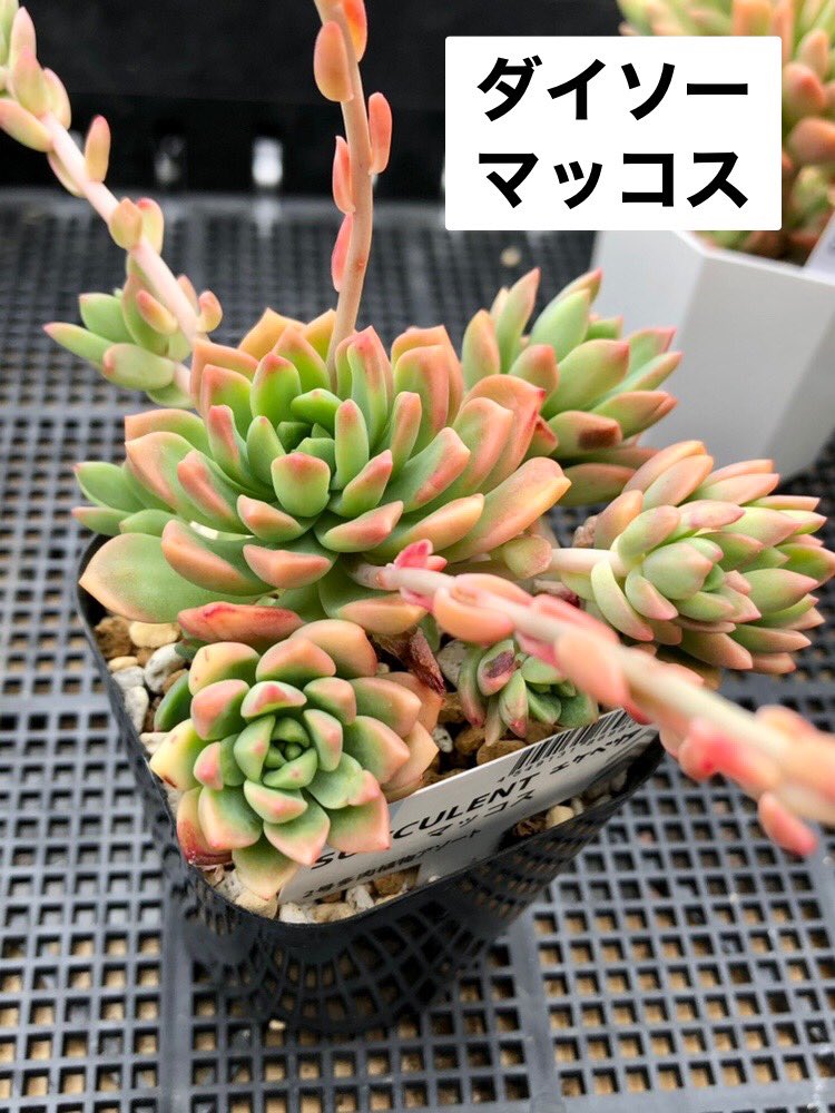 yama8natu_'s tweet photo. 韓国苗の  #Makus
 
マークス！？あなたマークスって言うのね！！

ってワクワク育てていたけど
約2年の歳月を経て気付いた

ダイソーの  #マッコス

どちらも可愛いんじゃ🥰

この後めちゃくちゃ花芽切った https://t.co/AsyBHzV3jH