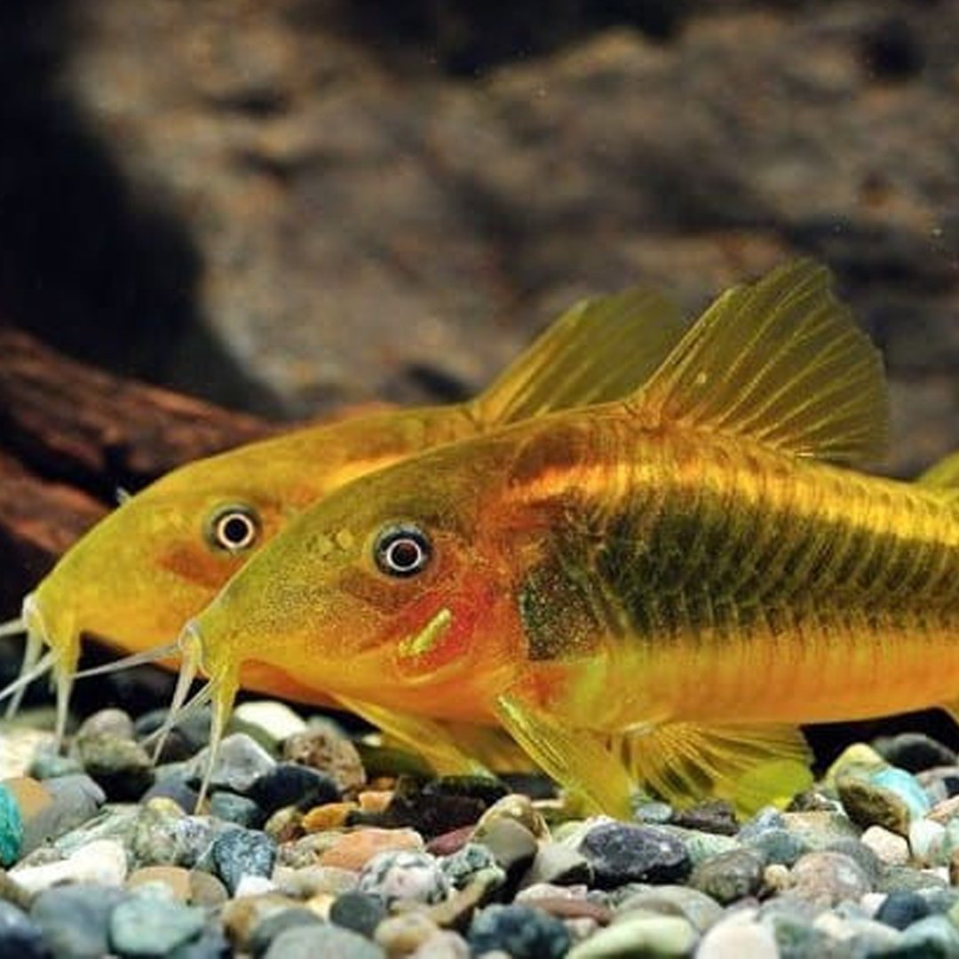 FishyHub's tweet photo. Corydoras 🌿 - https://t.co/tb743Fohb2 https://t.co/sQb6rNB9sT