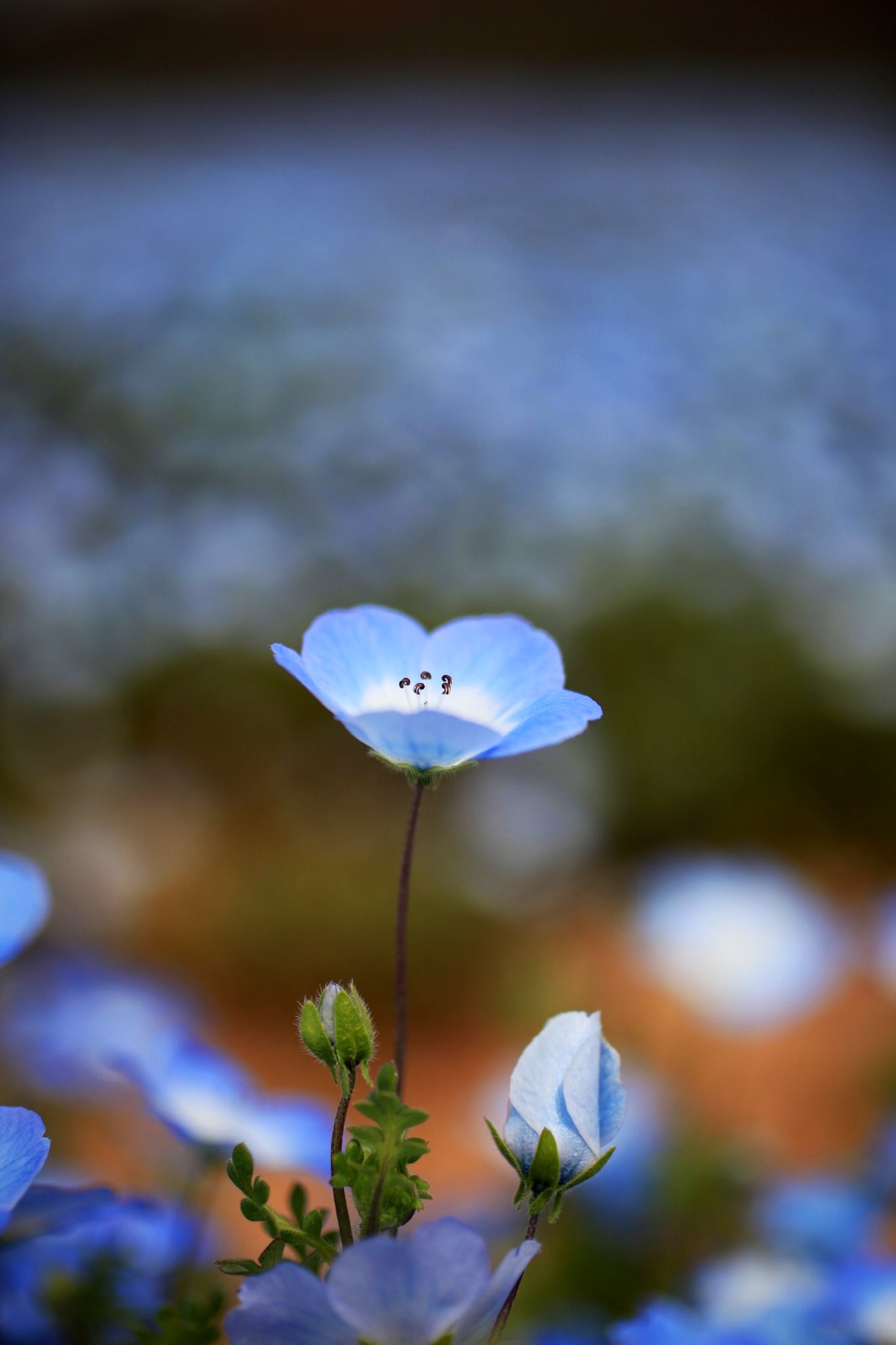花夢の里 Twitter Search Twitter