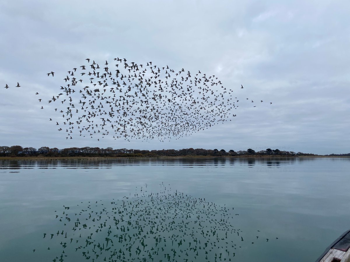 FriendsChiHarbr's tweet photo. A Fish Population Survey will increase our understanding of how the #terns use #chichesterharbour and what they feed on. That will help us determine the food availability for both visiting and returning terns.
#returnofthetern #hampshire #sussex https://t.co/k6J47avYCX