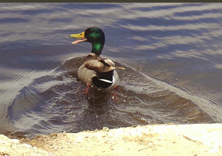 Toneykonrad's tweet photo. 🦆 https://t.co/5v5ShTSJf1