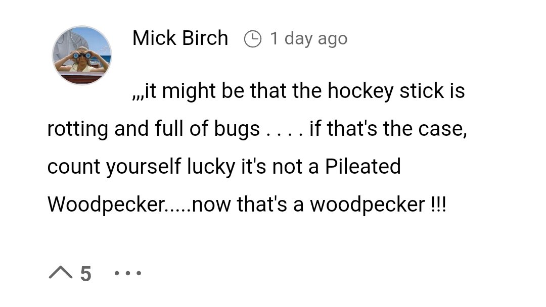 BirdingBS's tweet photo. Not Mike throwing shade at the majestic flicker! https://t.co/Q6nxpC3iGc