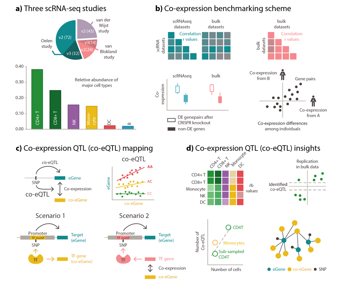 1/7 How do genetic variants affect co-expression patterns and how can this help us to interpret consequences of GWAS hits? In our latest preprint, we use scRNAseq to find such associations by mapping co-expression QTLs (co-eQTL)! biorxiv.org/content/10.110…