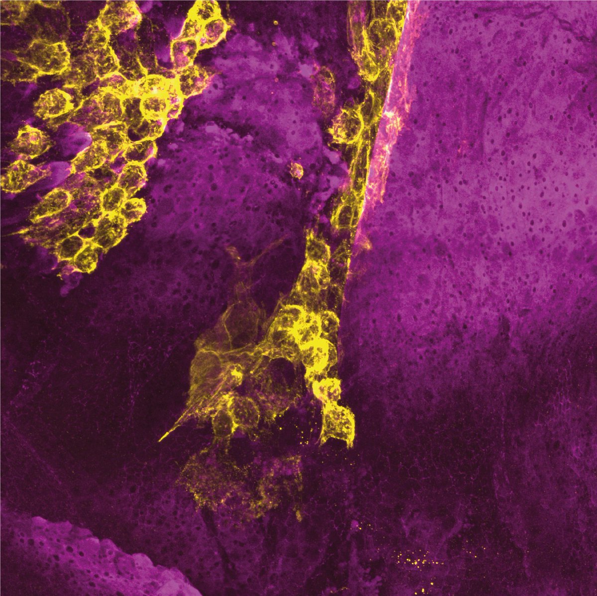 Derek Xu tweet media