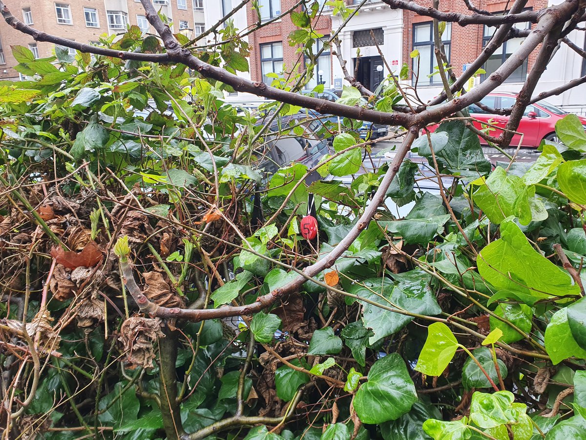 This month approx 120 members of staff took part in a cryptic #easteregghunt 🐣 🥚 

They had to search 3 locations for coloured &amp; coded eggs &amp; work out a correct number sequence

This was to encourage staff to get some #physicalactivity, #takeabreak &amp; have some with colleagues