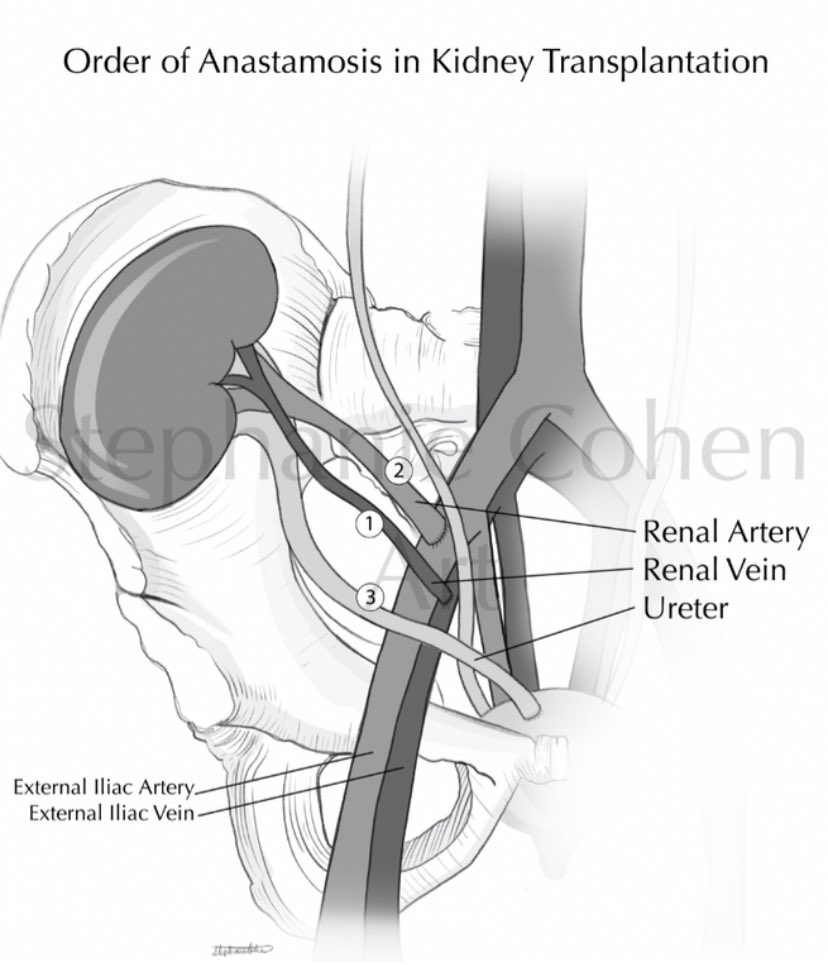 Need figures for papers or publications? After a year of not being able to do additional commissions I finally finished a few projects and am looking to create more anatomical or scientific illustrations! DM me to work together!! #MedArt