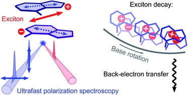 <a href="/OpperMalte/">Malte Oppermann</a> et al., who are working with <a href="/EPFL_en/">EPFL</a>, are ready to present their newest paper! 🤯

✨ Exciton decay mechanism in DNA single strands: back-electron transfer and ultrafast base motions

Go and check it out HERE: 🔗 ow.ly/lKvO50IOEq7