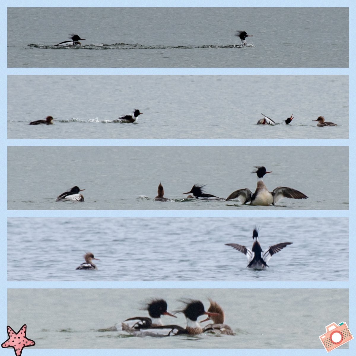 SourisWildlife's tweet photo. Red-breasted mergansers at Basin Head, courtesy of Hélène Blanchet. 😊🌊☀️
#Spring2022 #GetOutdoors #BasinHead #PEI https://t.co/pkFcLv4tH5