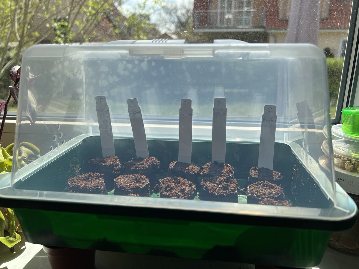 fihu's tweet image. Ich mach mal so #OpenSourceSeeds