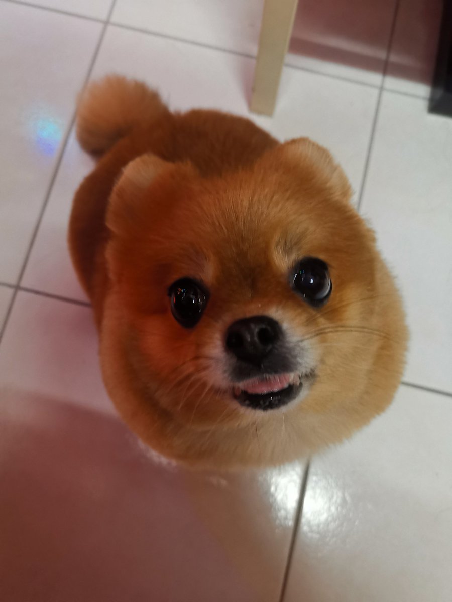 Anjerasu's tweet photo. She got new hair cut... #ChloeThePom
#anjerasustudio
#furkid
#twitchstreamer https://t.co/XleWSNvTBu