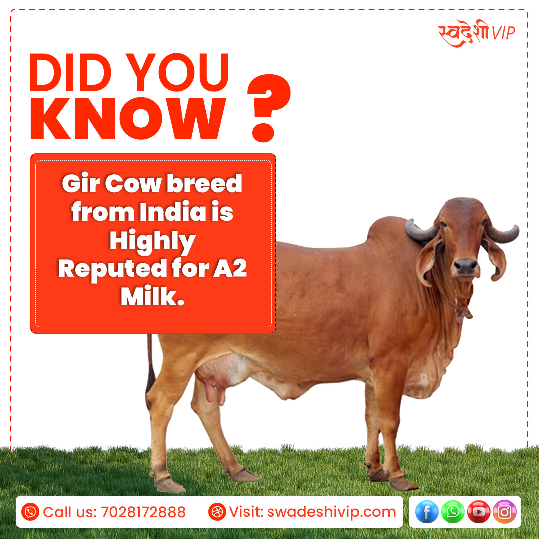 The optimum mix of Omega fats in A2 milk is favourable for human health, and Indian breed cows provide the highest grade A2 milk. India's Gir cow breed is known for producing A2 milk.

#SwadeshiVIP #cow #gircow #breed #A2milk  #cowmilkgoodness #gaumata #calcium #healthymilk https://t.co/Lz5ibY5kJy