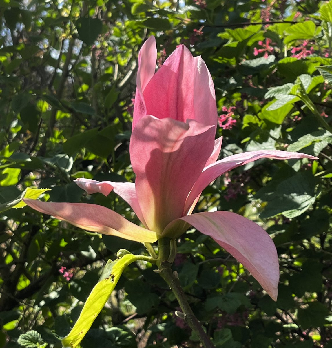 Magnolia Sun Rise