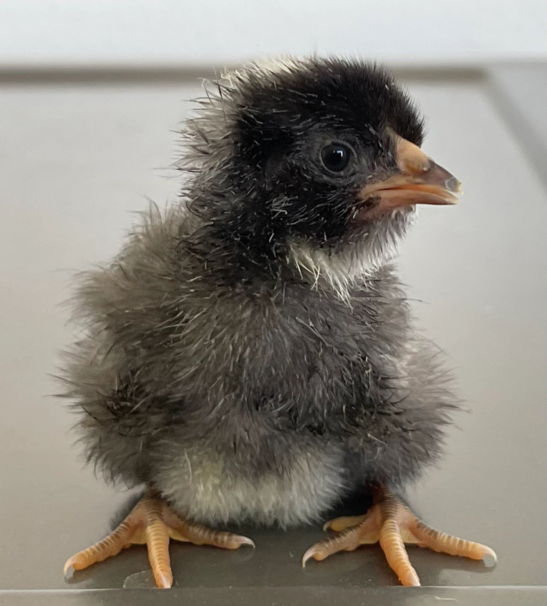 Chick-Ranch tweet media