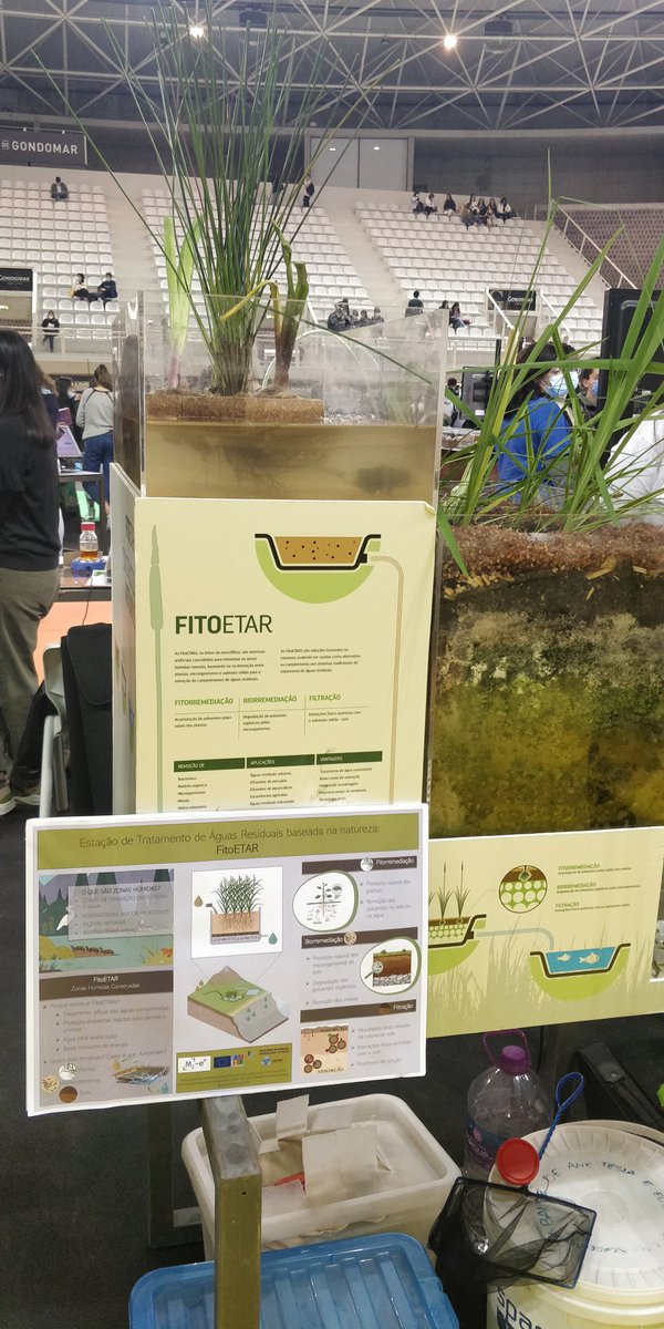 calmeida_ciimar's tweet photo. Showing how phytoremediation, constructed wetlands and soil-pollutants interactions clean contaminated media to school and general public at #MostraUP PhD work of @VeroBaldo96 @bonetneus_ and Pau Porras Socias 😃💪🌍🌱 @M2ex_ITN https://t.co/8ZrJnAlToT