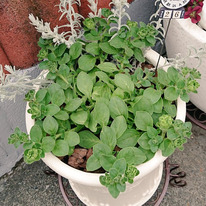 @moaishi うちの湘南ヴィオーレヴェルデちゃんもなんとかモサモサしてきました!日光もっと欲しいですね～🌞 