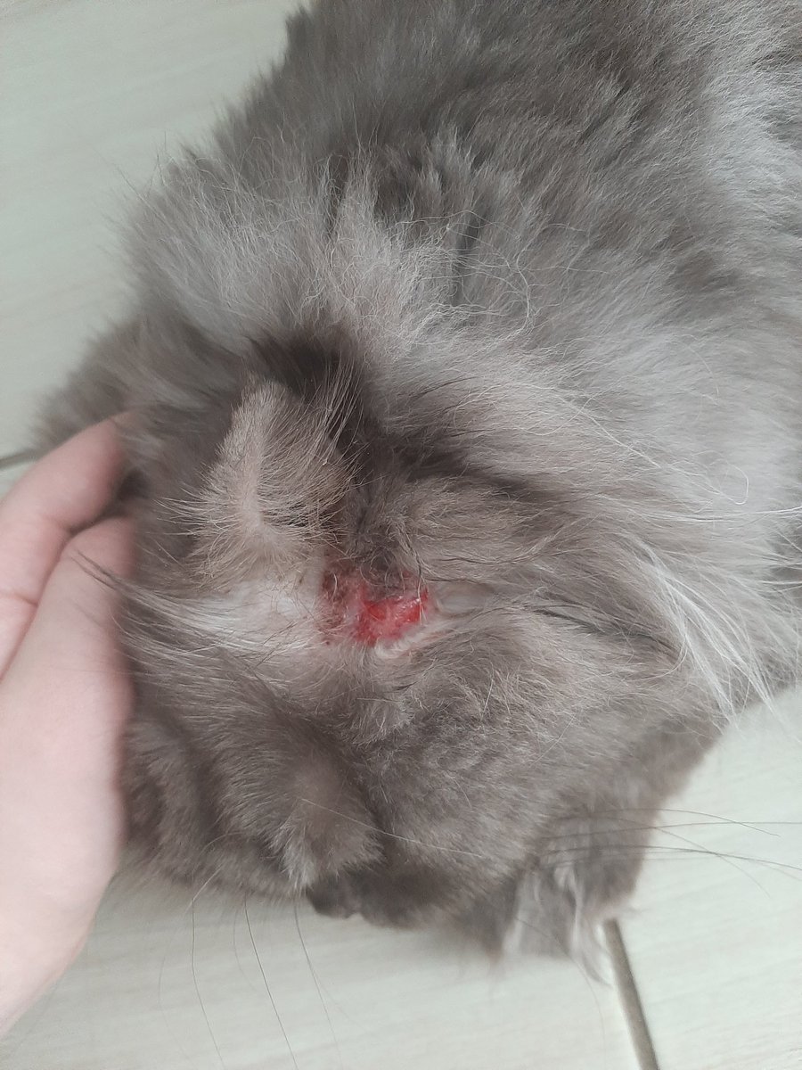 yukivenu's tweet photo. Ребят!
В быстром порядке набираю коммишек
Котик заболел
Он расчесывает все в кровь
Я хочу хотя бы отвести его к ветеринару и хоть чем то вылечить

Обращайтесь в лс!

Скетч: голова-100₽ полтела-150₽ полнорост -200₽
Полноценная работа: голова-300₽ полтела-400₽ полнорост-500₽ https://t.co/tfVaROJVRr