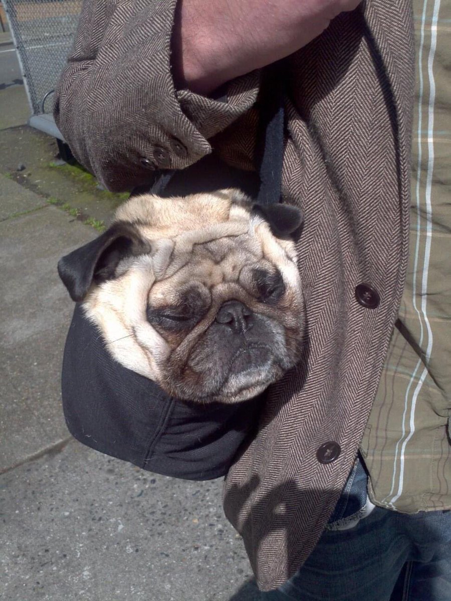 MaxwellVonSnort's tweet photo. This popped up on Facebook: the first time we ever put Maxwell in a travel bag. He fell asleep immediately https://t.co/2v54eyEjEE