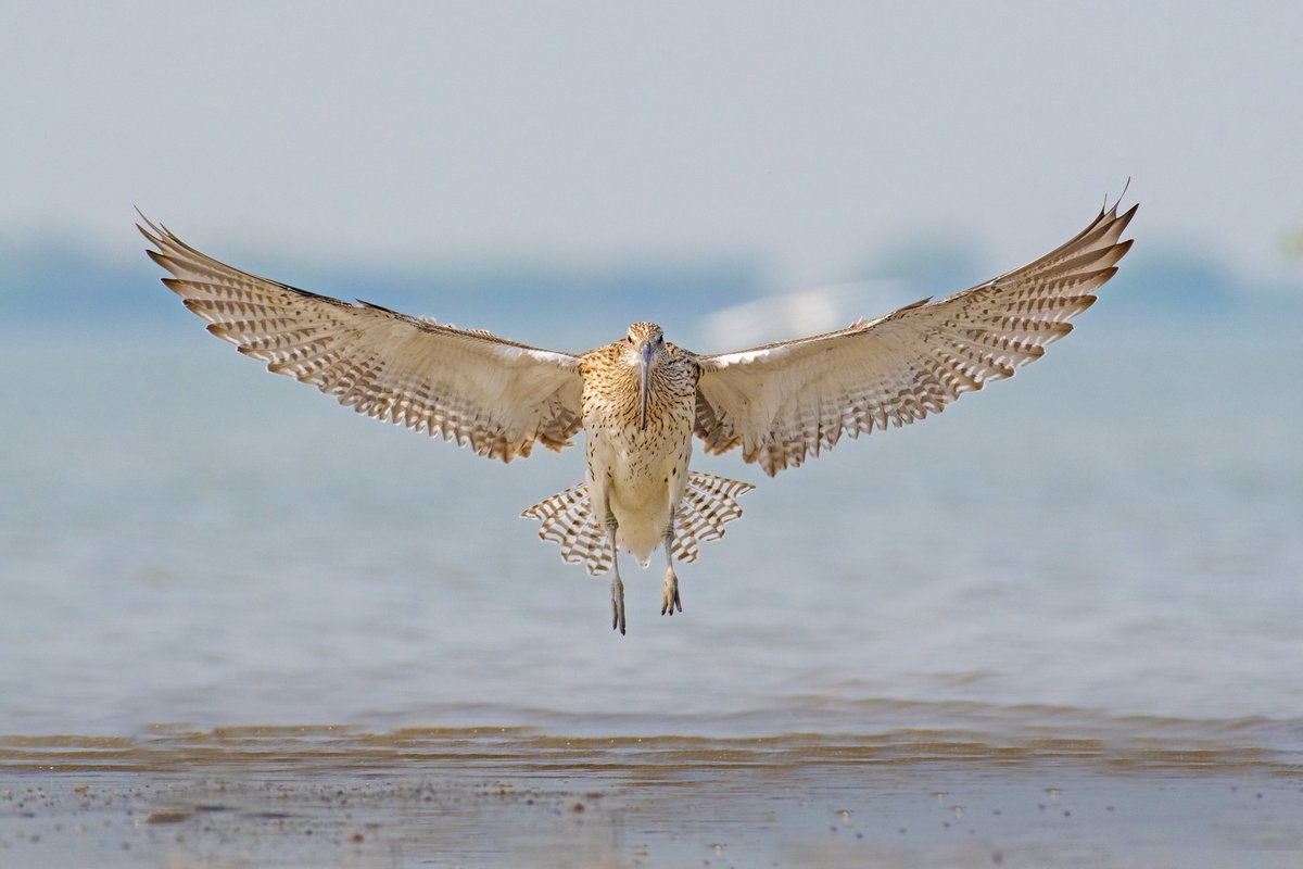 Neelsureja1999's tweet photo. Happy World Curlew Day

#WorldCurlewDay 
#Curlew
#wader
#waderstudy
#RSPB
#birdphotography
#birdwatching
#birding
#BirdTwitter
#nikond500 
#nikon200500
#neelsureja https://t.co/jy9nXvE5Xx