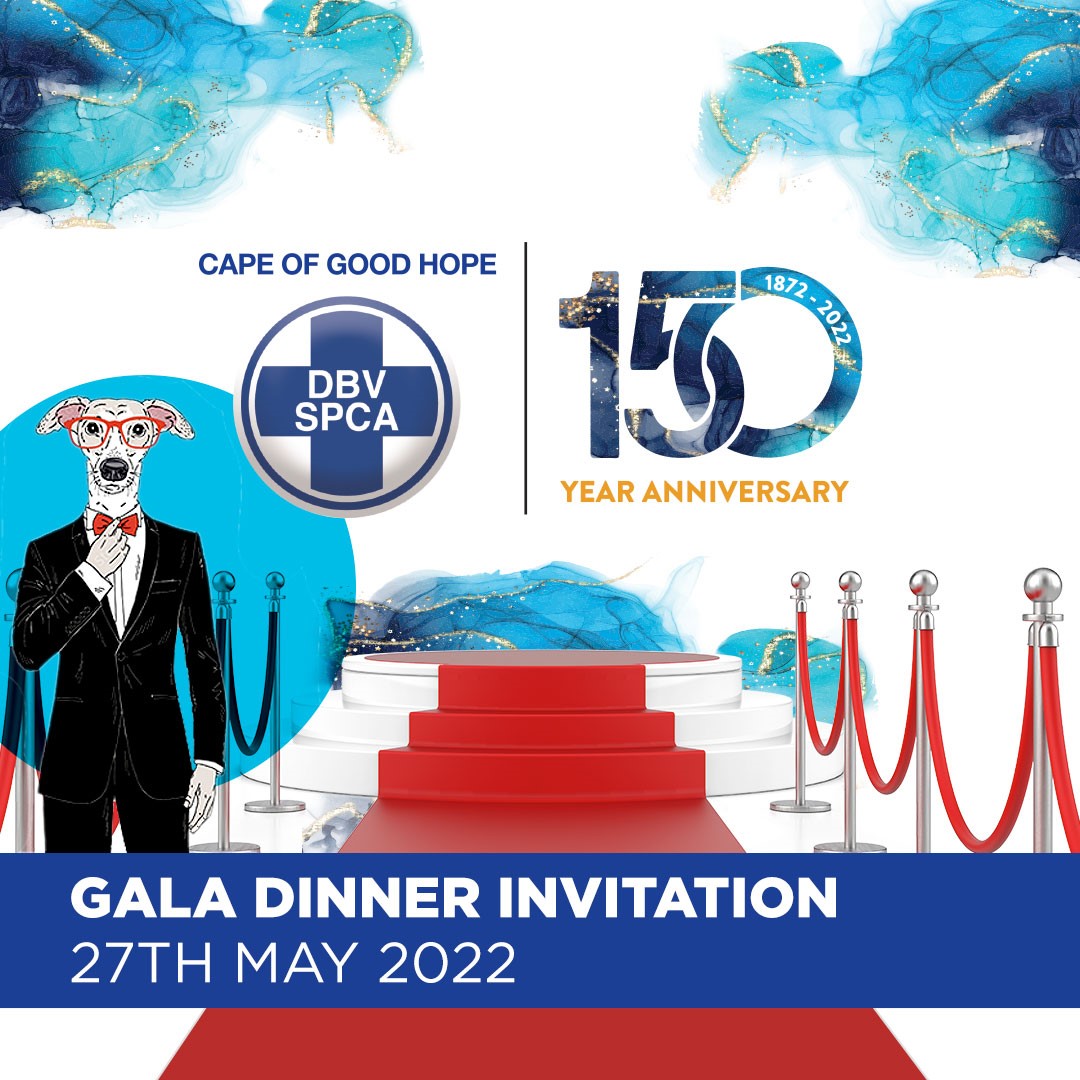 Cape of Good Hope SPCA (@capespca) on Twitter photo IT'S OUR 150TH BIRTHDAY AND YOU'RE INVITED!
Come celebrate with us, at one of Cape Town's top skyline venues! It'll be a night to remember! Hosted by <a href="/945kfm1/">Kfm</a> <a href="/carlwastie/">Carl Wastie</a> Entertainment by <a href="/TheKiffness/">The Kiffness</a> Tickets are limited! Book quickly! quicket.co.za/events/173784-… IT'S OUR 150TH BIRTHDAY AND YOU'RE INVITED!
Come celebrate with us, at one of Cape Town's top skyline venues! It'll be a night to remember! Hosted by <a href="/945kfm1/">Kfm</a> <a href="/carlwastie/">Carl Wastie</a> Entertainment by <a href="/TheKiffness/">The Kiffness</a> Tickets are limited! Book quickly! quicket.co.za/events/173784-…