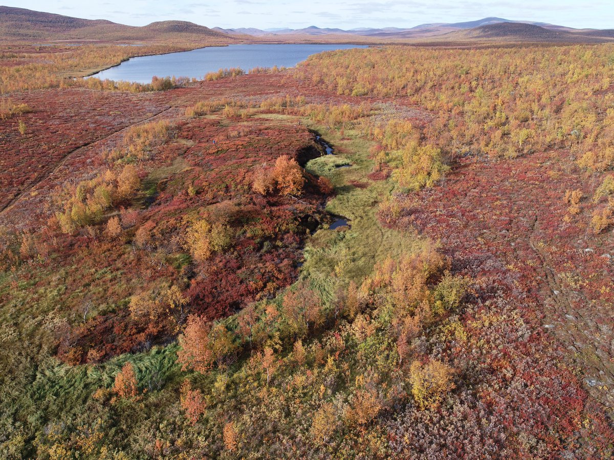 📢Job alert! PhD position on palsa & permafrost dynamics @goteborgsuni. Interested in #LiDAR, #Radar, #drones, #permafrost cores, climate, field work & #remotesensing in Arctic Sweden? bit.ly/3K3HsJp #phdlife. Please RT! Your future workplace👇