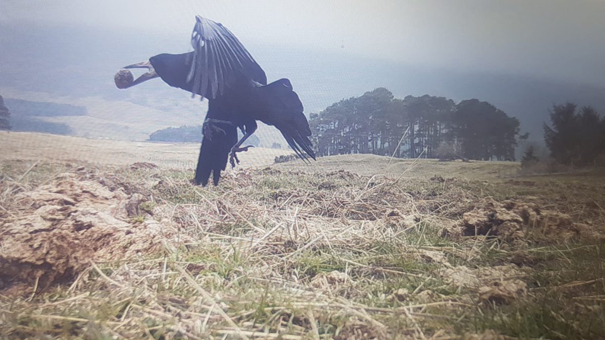 Waders now arriving at Auchnerran. Very early days but initial monitoring confirms two nests predated by rooks - here taking a red-listed lapwing egg. Interesting as @guardian and @basc  were both recently targeted for suggesting this - ‘ecologically illiterate’ was the cry!