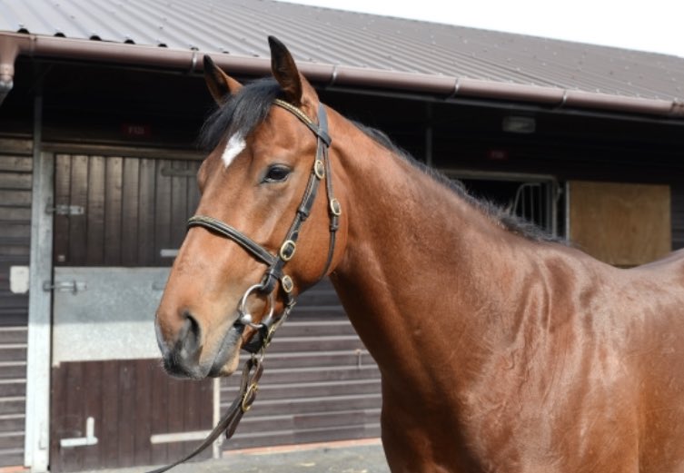 SHADWELL (@shadwell_eu) on Twitter photo 🚨 New top lot <a href="/GoffsUK/">Goffs UK</a> Breeze Up Sale 🚨
Richard Brown of <a href="/BlandfordBldstk/">Blandford Bloodstock</a> goes to £230,000 for this gorgeous son of Tasleet who did a scintillating breeze on Town Moor 💨
Good luck 🤞 to his new connections and well done to consignors <a href="/MWhyteBushypark/">Bushypark Stables</a> 👏
#TasMania 🌪 🚨 New top lot <a href="/GoffsUK/">Goffs UK</a> Breeze Up Sale 🚨
Richard Brown of <a href="/BlandfordBldstk/">Blandford Bloodstock</a> goes to £230,000 for this gorgeous son of Tasleet who did a scintillating breeze on Town Moor 💨
Good luck 🤞 to his new connections and well done to consignors <a href="/MWhyteBushypark/">Bushypark Stables</a> 👏
#TasMania 🌪