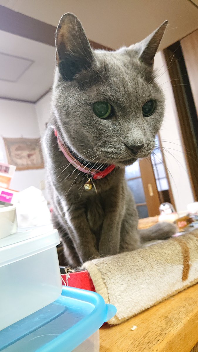 Happy Birthday🎂
17歳♥️
#猫のいるくらし 
#猫 #HappyBirthday