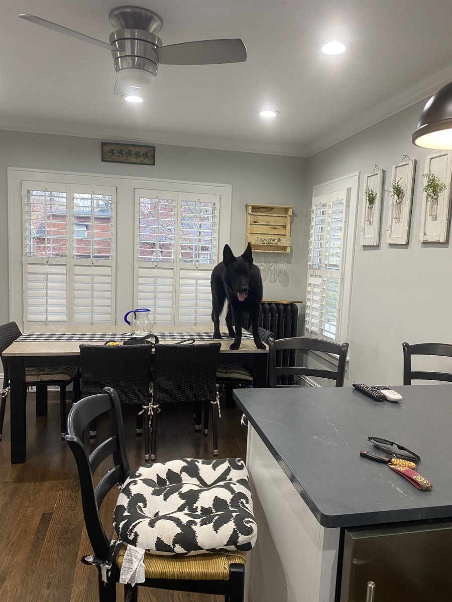 markc_becker's tweet image. Dog sitting a large German Shepherd. Think I may be failing. No table manners!!