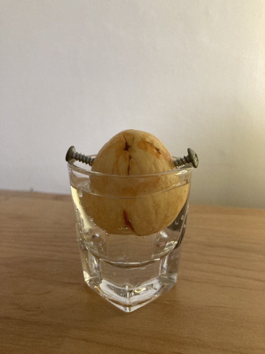 집에 이쑤시개 같은 물건이 없어서 아보카도 씨앗에 나사를 박았는데… 음…약간 미안하고 귀나 팔 같아서 웃김;;; 만약 발아가 된다면 너의 이름은 로보카도