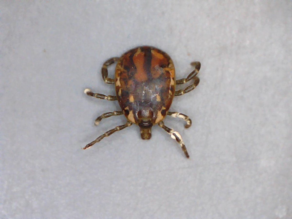 GerrutN's tweet image. Ticks are amazing - an engorged nymph, collected on 28 January 2021 and left in a sealed plastic vial, moulted and was still alive when the vial was checked on 20 April 2022 @MikeG_lizards @Flinders @AS_Para