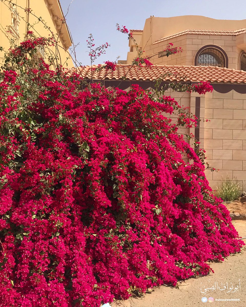 ✨
       لا يزرع الورد إلا من يُشابهه !

                       #شكرا
       لمن تفيض بيوتهم بـ #الورد 
          ويهدوننا هذا #الجمال 
            ويزينون #شوارعنا 
               فتكتحل عيوننا
                 وتُسرّ قلوبنا

#تصويري #الرس 
#زراعة #الجهنمية 
#الزراعة_المنزلية