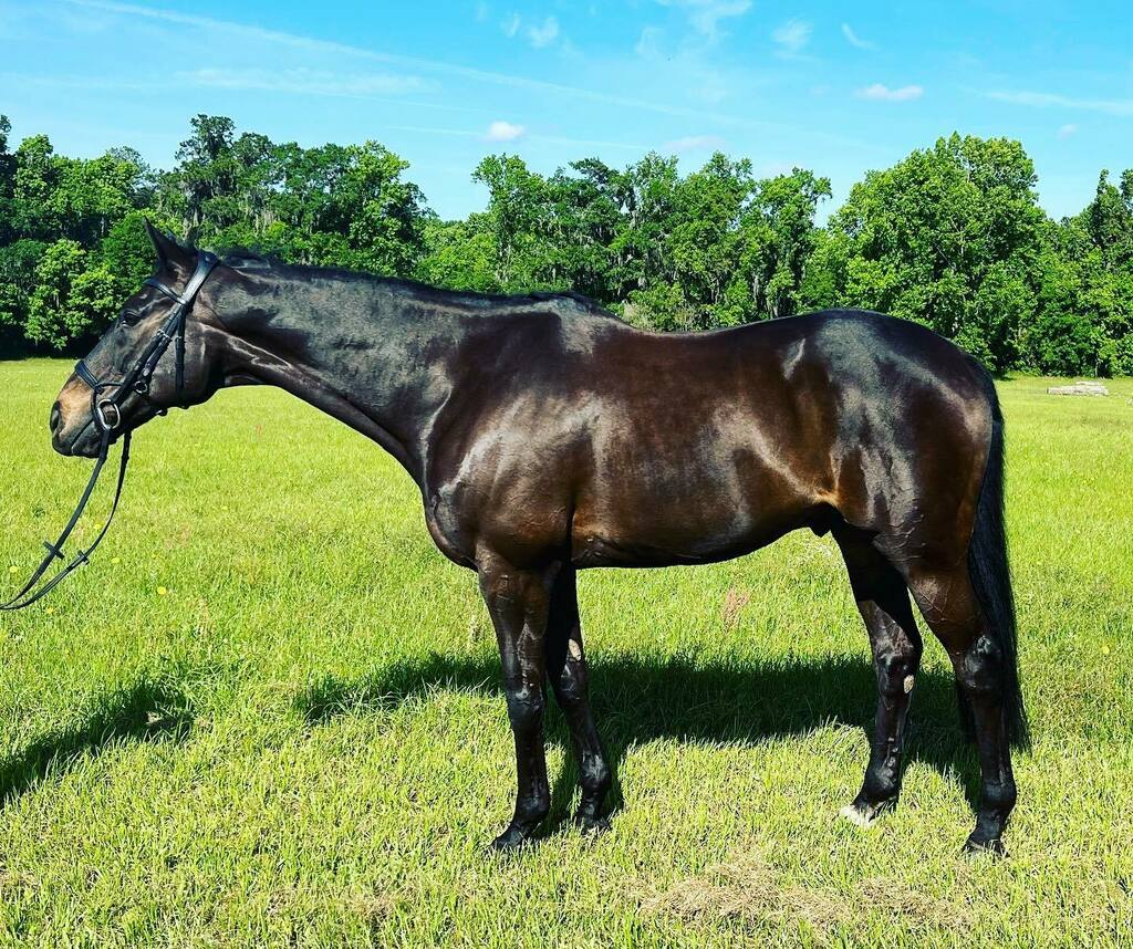 WallaceEventing's tweet photo. ✨Supplement Spotlight ✨

#LetitbeLee has been feeling great and looking fantastic during his @kentuckythreedayevent prep. 

A big thanks to @vitalizeeq supplements #Alimend and #Hyaluronex! 

https://t.co/qYjr7Dw7eW

🔹Alimend is a natural gut supple… https://t.co/hCEdVOpzae https://t.co/Kuq8r6jcvA
