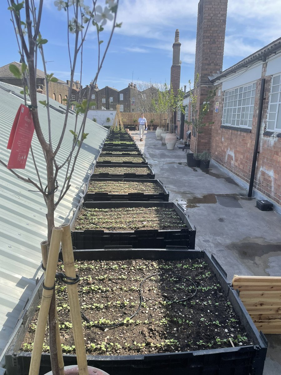 CugannLaoch's tweet photo. A few days of Sun and the #SkyFarm is up and running. First harvest in a a few days 😁 https://t.co/3ePGAHvCXA