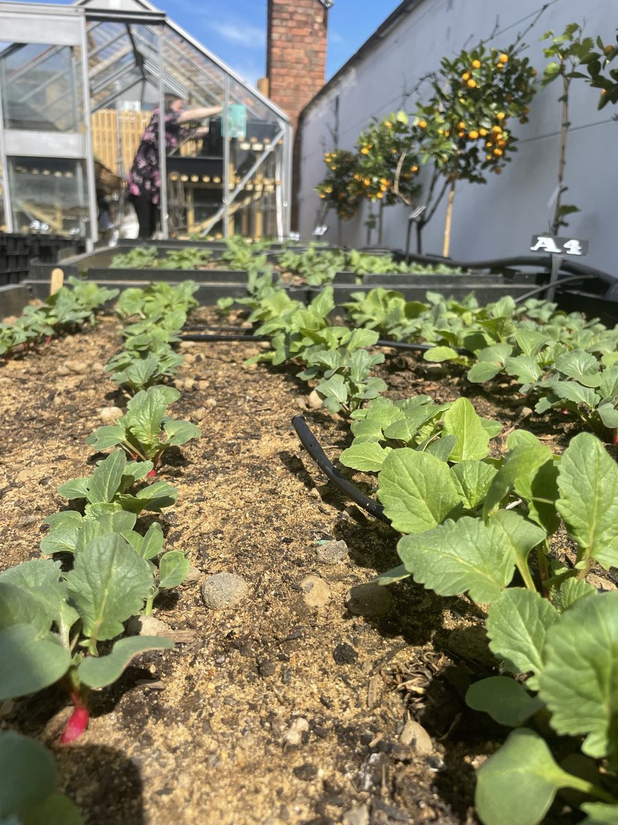 CugannLaoch's tweet photo. A few days of Sun and the #SkyFarm is up and running. First harvest in a a few days 😁 https://t.co/3ePGAHvCXA