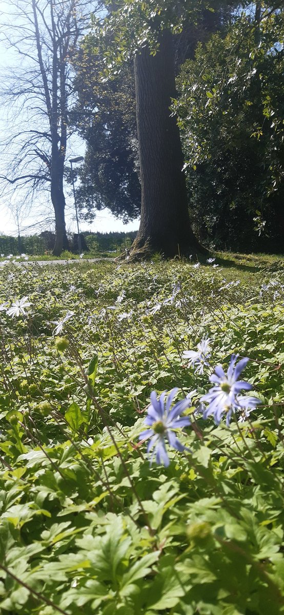 UCD Rosemount (@_rosemount) on Twitter photo With the anemones, crab apples, glasshouse border and of course the apple blossoms, Rosemount's spring is in full swing With the anemones, crab apples, glasshouse border and of course the apple blossoms, Rosemount's spring is in full swing