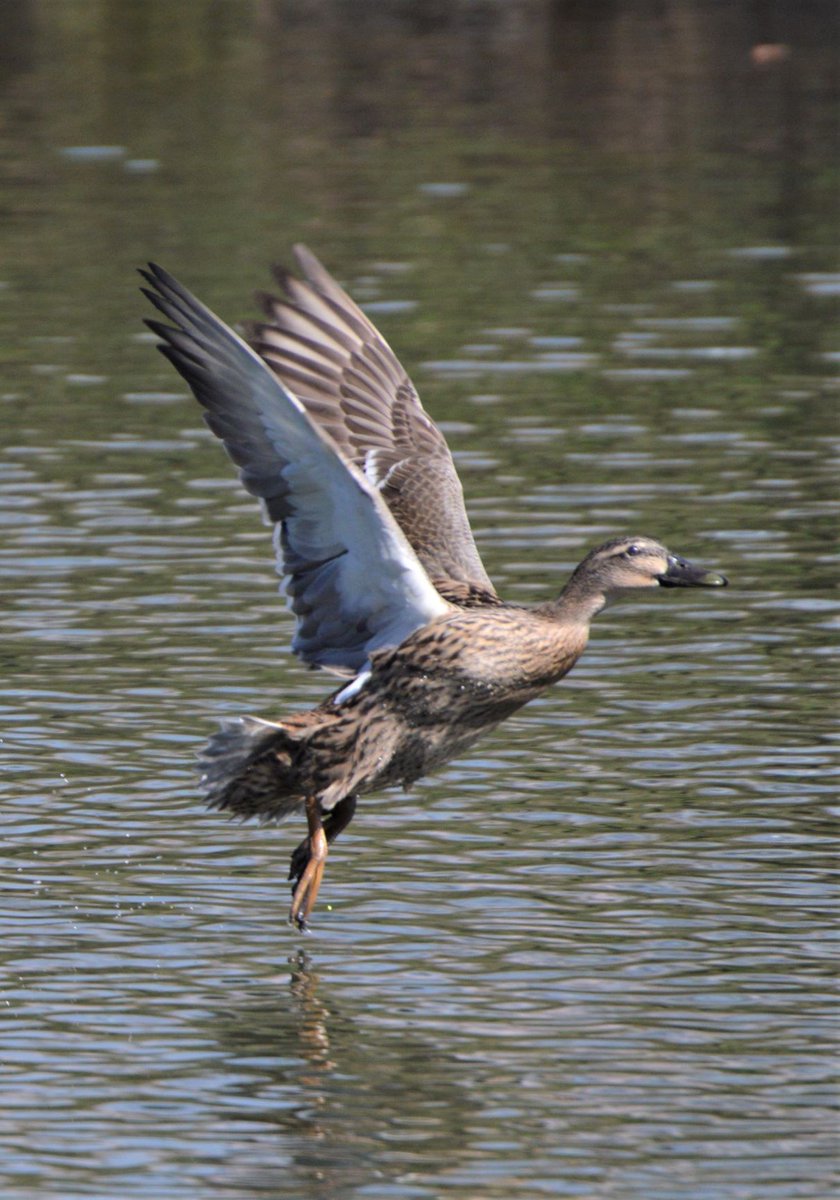 BlueBlue96yo's tweet image. 📸