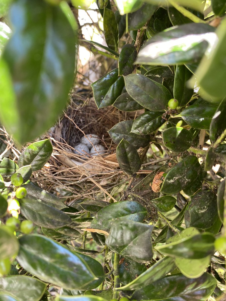 cubajack3733's tweet photo. Looks like we are going to have some more babies…baby Cardinals that is!! #birdsofvirginia #birds #spring #love #Cardinals #naturelovers #nature https://t.co/RblxloTb9y