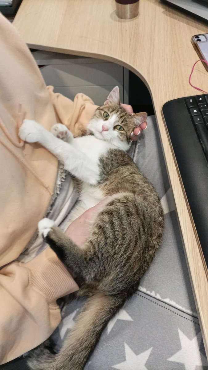 dark_yamimaru's tweet image. Look at His Innocent Little Face! Murphy was missingfor 5 days! Now he is back with us and we are so happy! ❤️
#CatsOfTwitter  #CatsOnTwitter  @UnitedSpaceCats